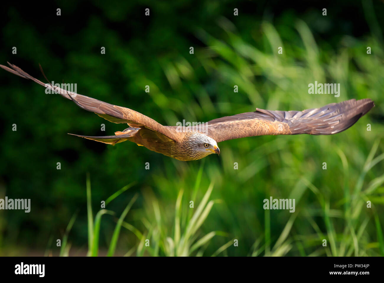 Milan noir Milvus migrans en vol d'oiseaux prédateurs, la chasse sur une journée ensoleillée. Banque D'Images