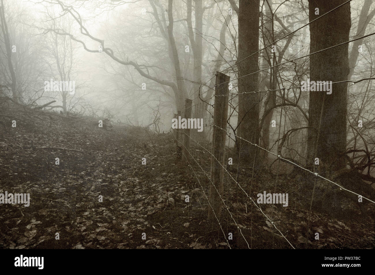À la recherche le ciel dans une forêt d'hiver brumeux édité pour avoir le vieux, poussiéreux, look sépia Banque D'Images