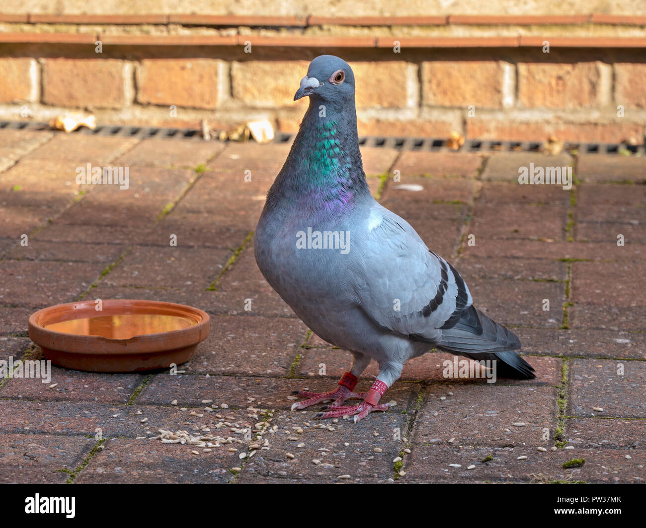 Le repos, l'autoguidage annelés / course / pigeon domestique (Columba livia domestica) avec la semence et la cuvette d'eau Banque D'Images