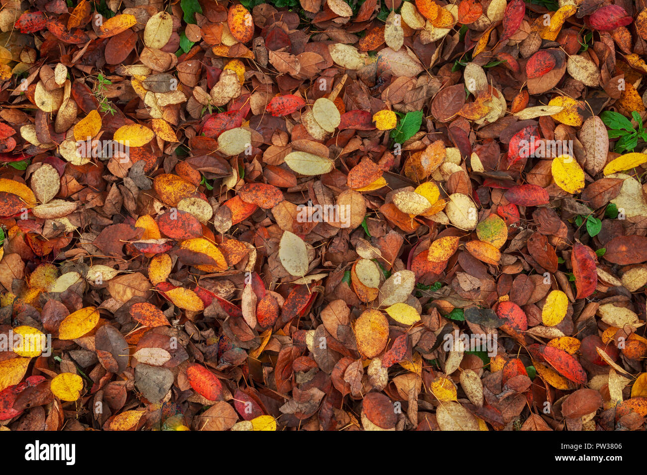 Feuilles d’automne Banque D'Images