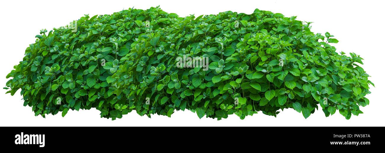 Beau vert frais bush isolated on white Banque D'Images