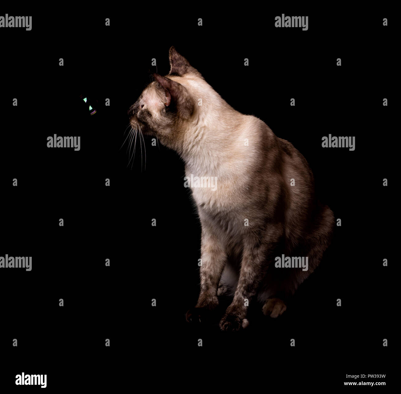 Vue latérale d'une tortie point Siamese Cat à une bulle à flotter devant elle, sur fond sombre Banque D'Images
