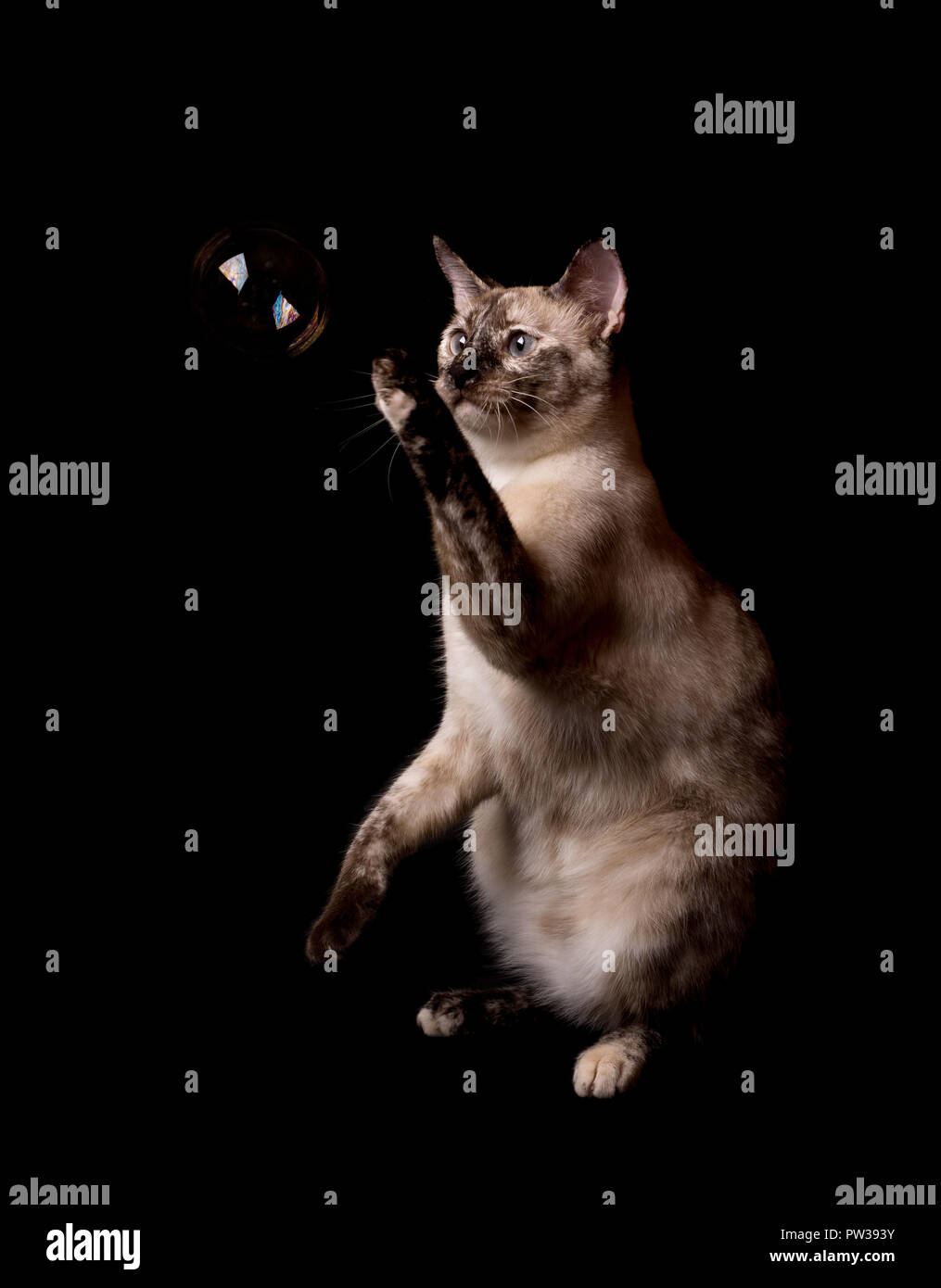 Tortie point Siamese Cat swatting une bulle à flotter devant elle, sur fond sombre Banque D'Images