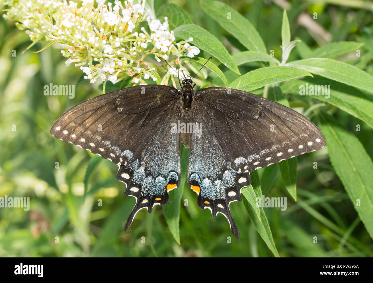 Vue dorsale de l'est forme Tiger Swallowtail butterfly sur Buddleia blanc grappe de fleurs Banque D'Images