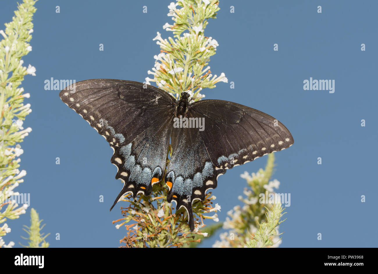De l'Est féminin morph Dark Tiger Swallowtail butterfly se nourrissant d'un Buddleia blanc avec fond de ciel bleu Banque D'Images