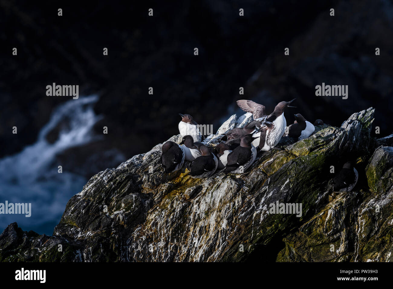 Guillemot De Troïl Uria Aalge Noir Et Blanc Doiseaux De
