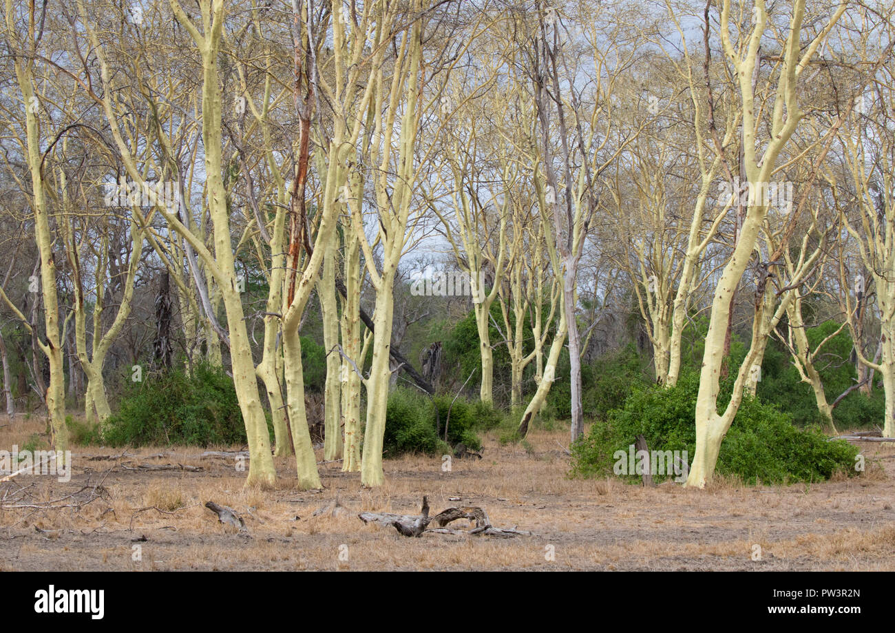 FEVER TREE (Vachellia xanthophloea) Gorongosa National Park, au Mozambique. Banque D'Images