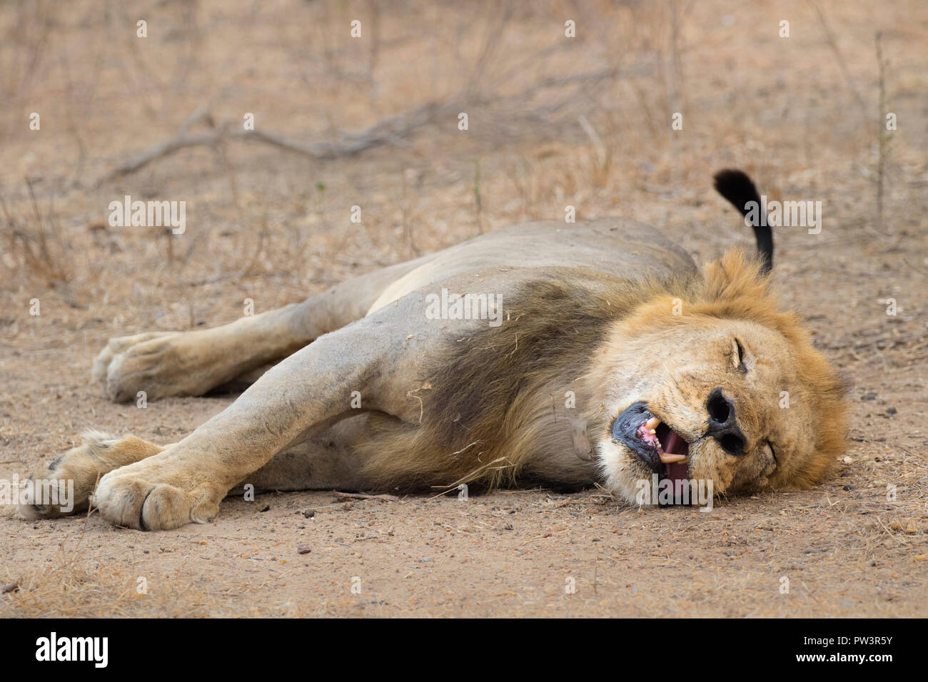 L'AFRICAN LION (Panthera leo), mâle, le repos, le Parc National de Gorongosa, au Mozambique. Les espèces vulnérables. Banque D'Images