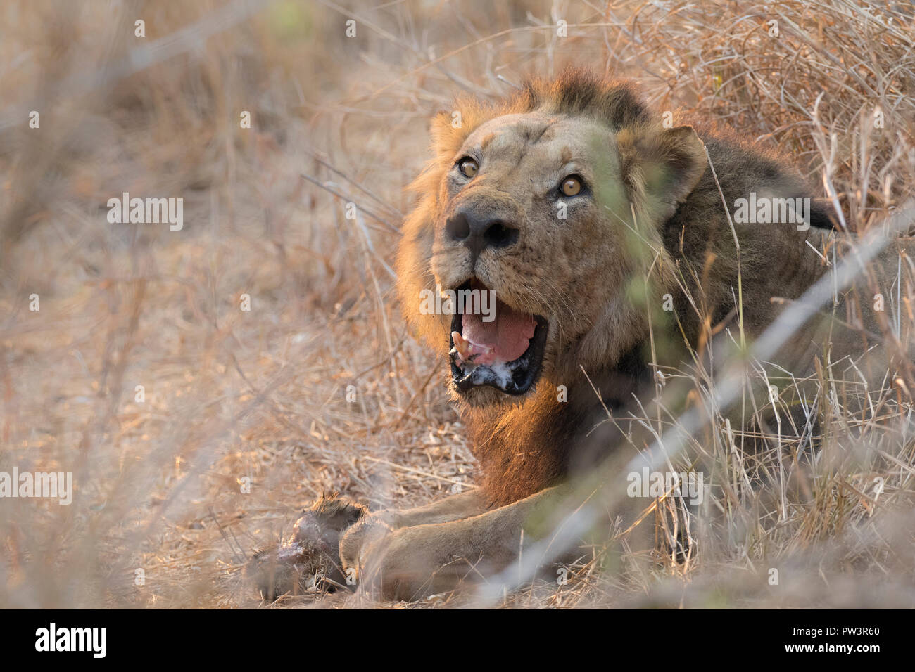 L'AFRICAN LION (Panthera leo) blessé ayant perdu une patte dans un braconnier snare, Gorongosa National Park, au Mozambique. Les espèces vulnérables. Banque D'Images