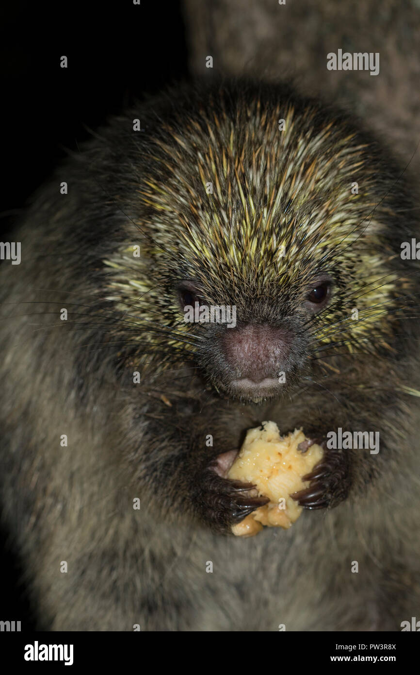 Arbre épineux ou nain velu (Coendou PORCUPINE spinosus) se nourrissant de banana la nuit, Ilha Grande, Rio de Janeiro, Brésil. Banque D'Images