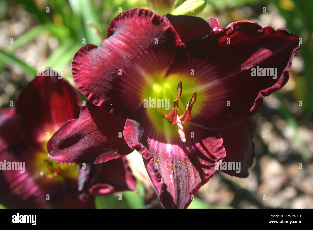 DEEP PURPLE (HEMEROCALLIS HÉMÉROCALLE) fleur. Banque D'Images