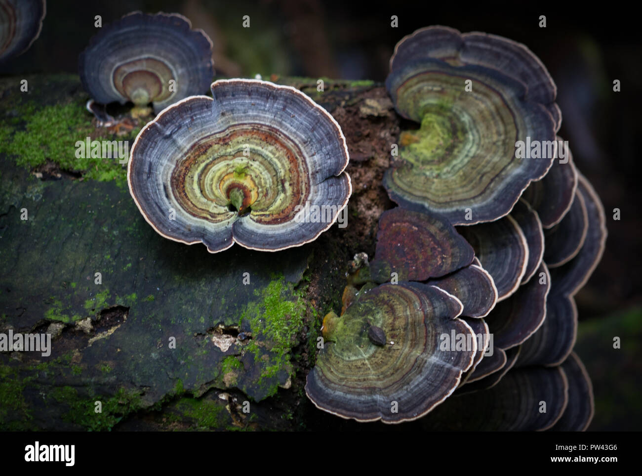 Champignon poussant sur un arbre Banque D'Images