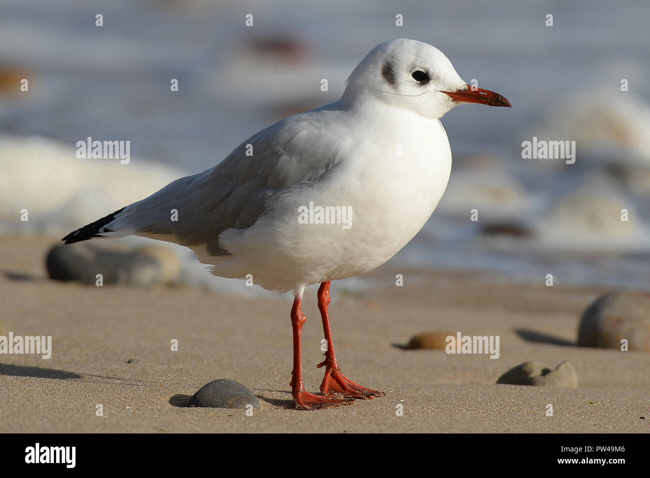 Sur Gull beach avec la ligne de pêche en plastique qui dépasse de bill Banque D'Images