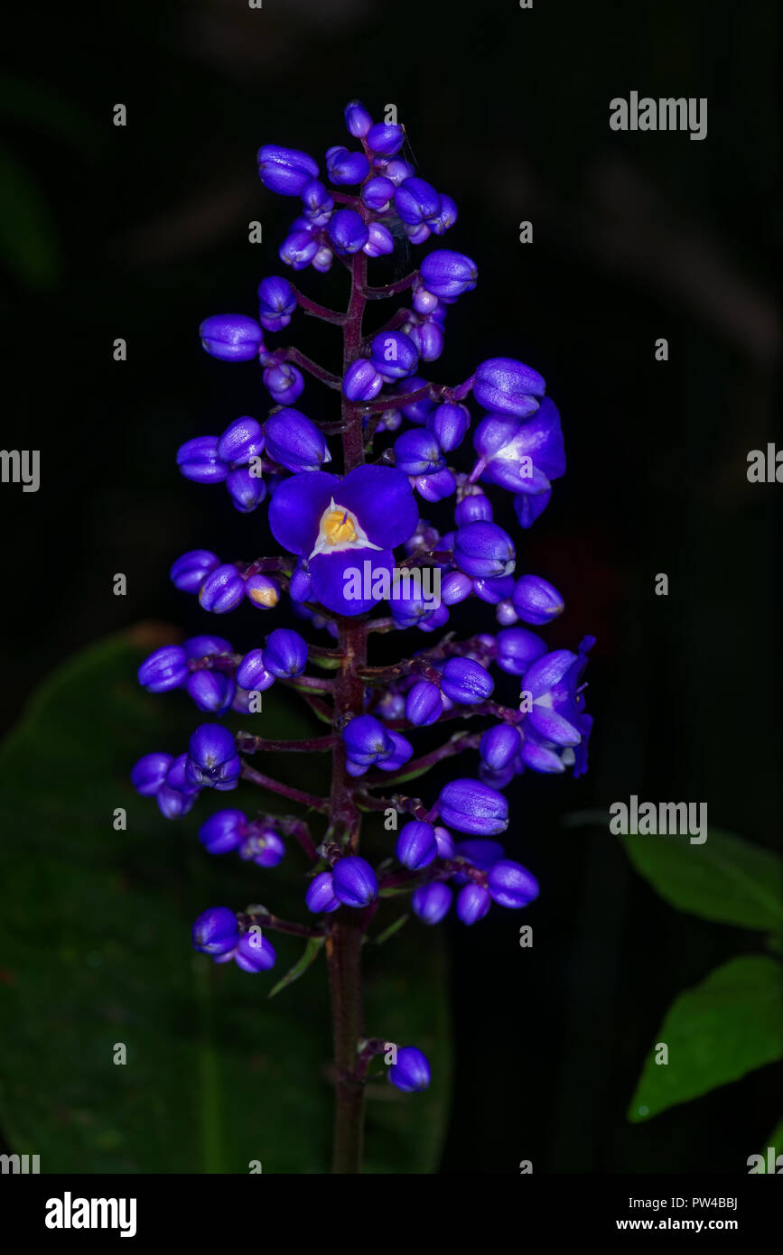 Dichorisandra thyrsiflora ou bleu le gingembre est une espèce de plante à fleurs tropicales qui ressemble au gingembre dans la croissance et l'habitude Banque D'Images Dichorisandra thyrsiflora ou bleu le gingembre est une espèce de plante à fleurs tropicales qui ressemble au gingembre dans la croissance et l'habitude Banque D'Images