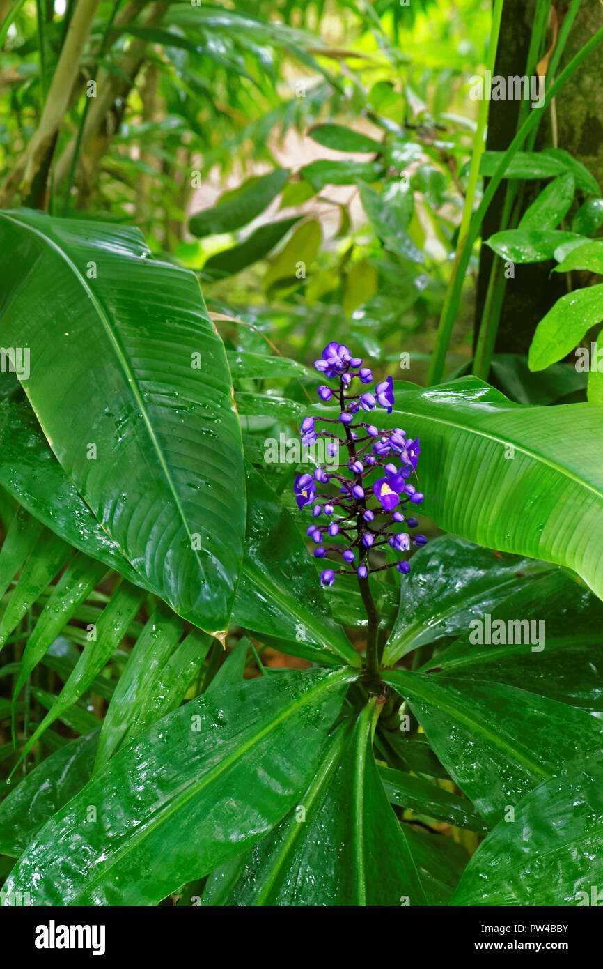 Dichorisandra thyrsiflora ou bleu le gingembre est une espèce de plante à fleurs tropicales qui ressemble au gingembre dans la croissance et l'habitude Banque D'Images Dichorisandra thyrsiflora ou bleu le gingembre est une espèce de plante à fleurs tropicales qui ressemble au gingembre dans la croissance et l'habitude Banque D'Images