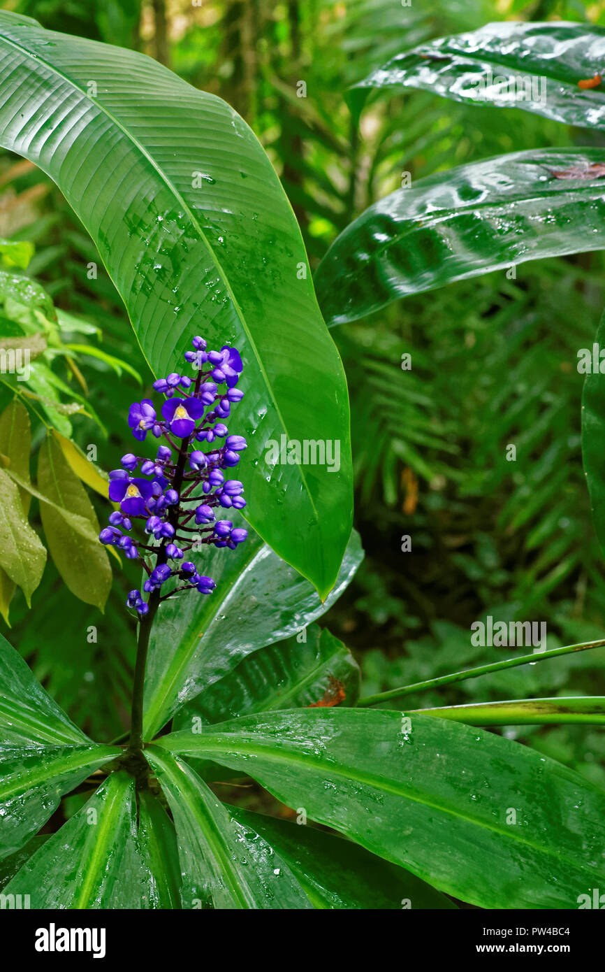 Dichorisandra thyrsiflora ou bleu le gingembre est une espèce de plante à fleurs tropicales qui ressemble au gingembre dans la croissance et l'habitude Banque D'Images Dichorisandra thyrsiflora ou bleu le gingembre est une espèce de plante à fleurs tropicales qui ressemble au gingembre dans la croissance et l'habitude Banque D'Images