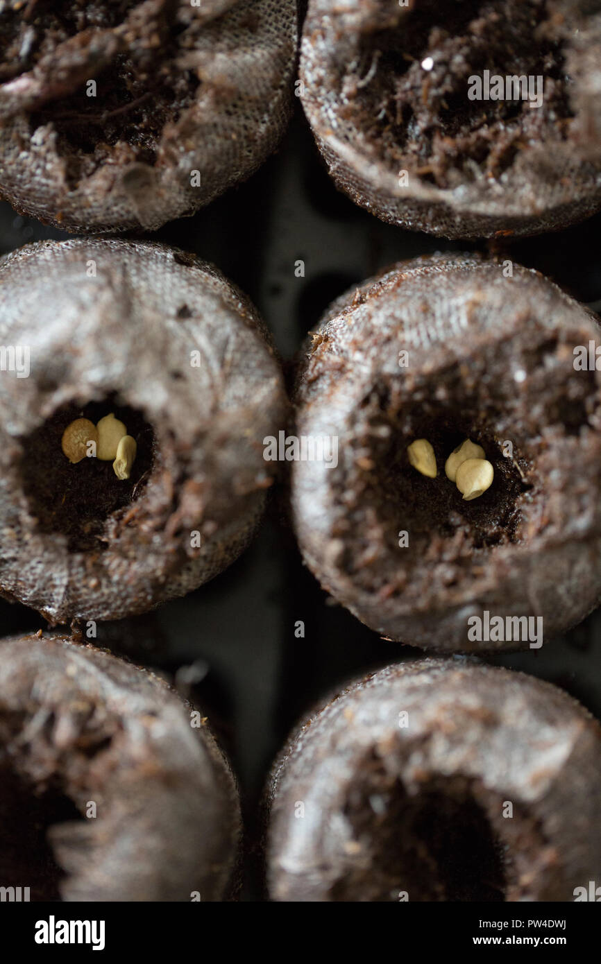 Close-up de graines sur les engrais organiques dans des sacs Banque D'Images