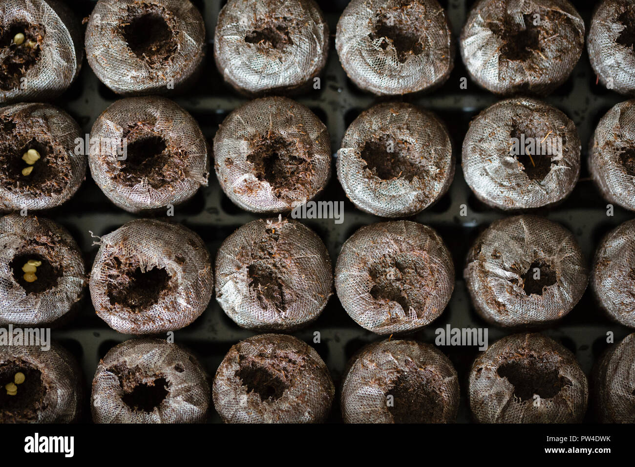 Close-up d'engrais organiques dans la rangée sur le bac Banque D'Images