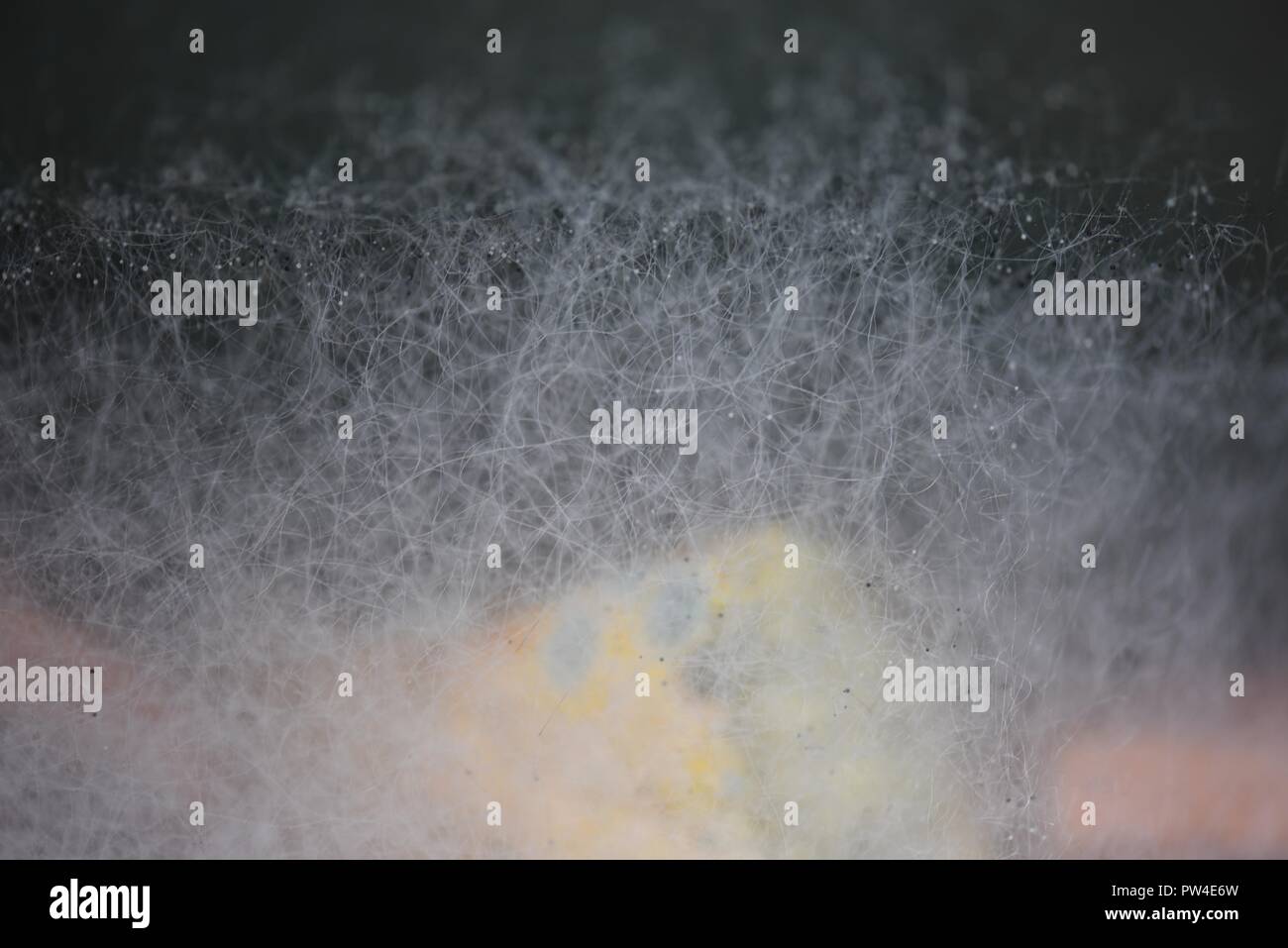 Moule, moule ou de mycélium rampante : diffuser les spores des fruits et légumes en décomposition qu'ils ont développé sur Banque D'Images