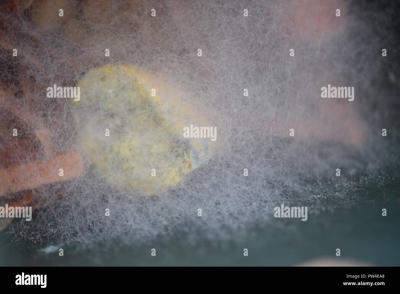 Moule, moule ou de mycélium rampante : diffuser les spores des fruits et légumes en décomposition qu'ils ont développé sur Banque D'Images