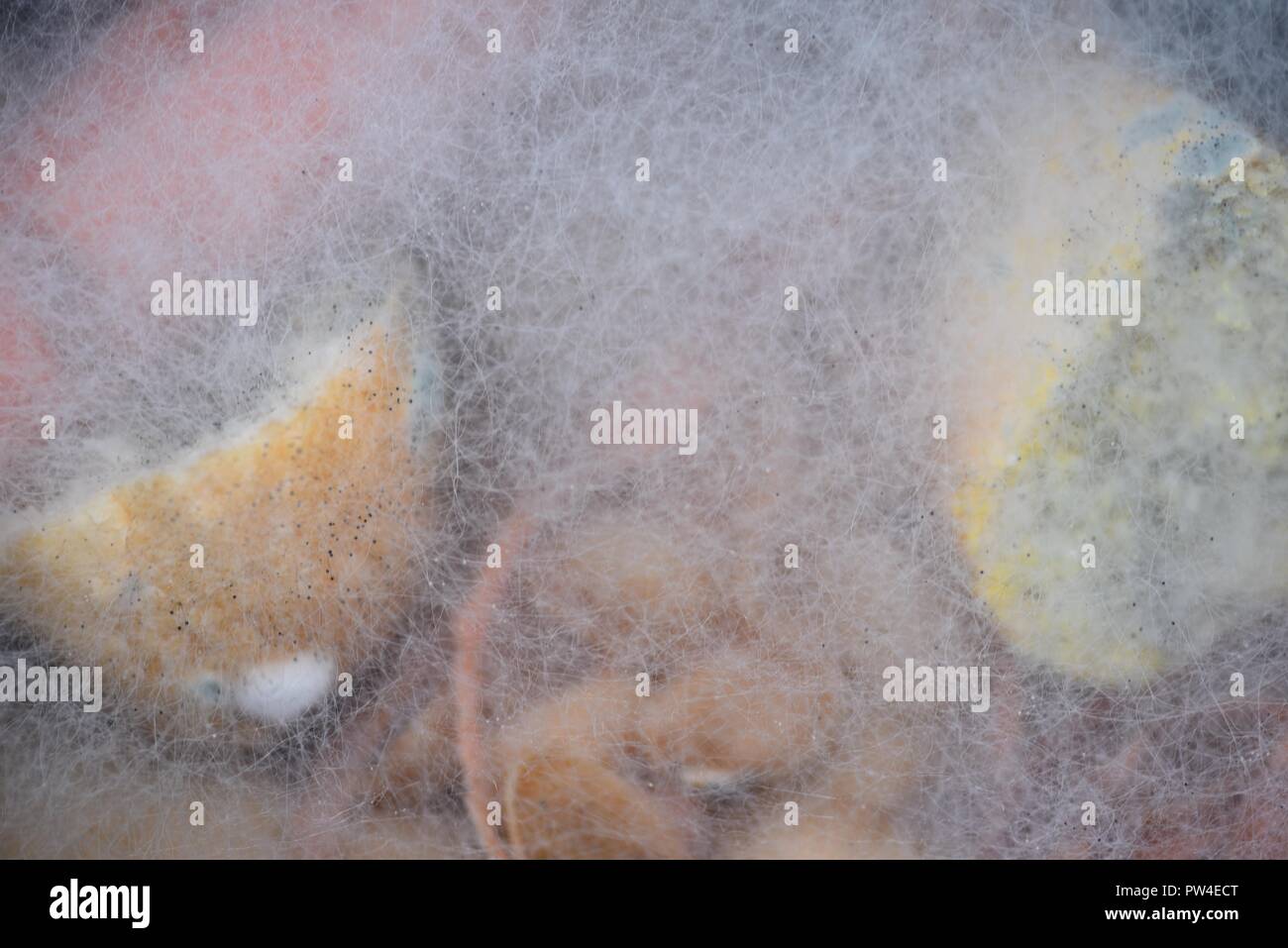 Moule, moule ou de mycélium rampante : diffuser les spores des fruits et légumes en décomposition qu'ils ont développé sur Banque D'Images