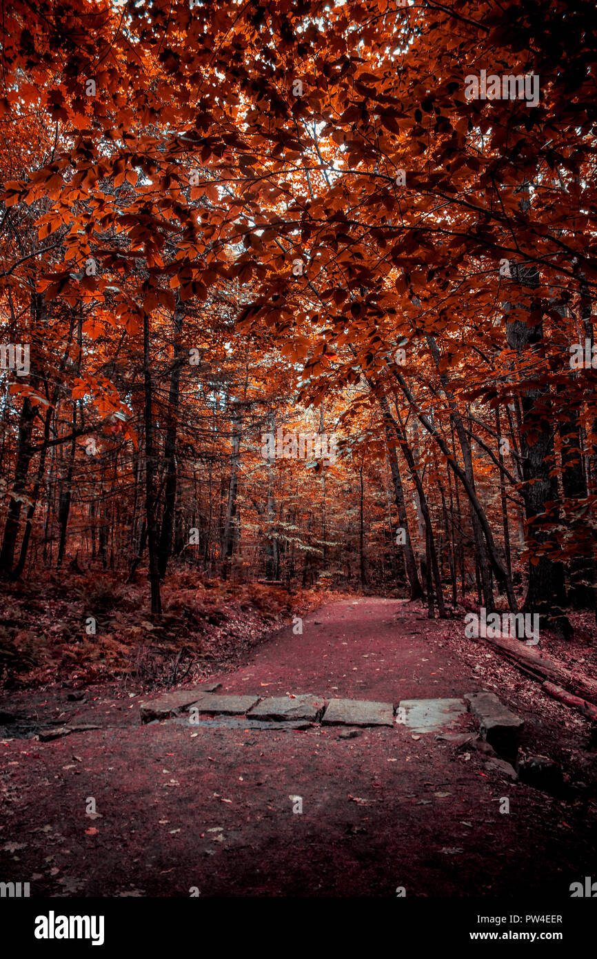 Un sentier de randonnée dans le Maine avec l'automne les feuilles qui sont rouges et belle Banque D'Images