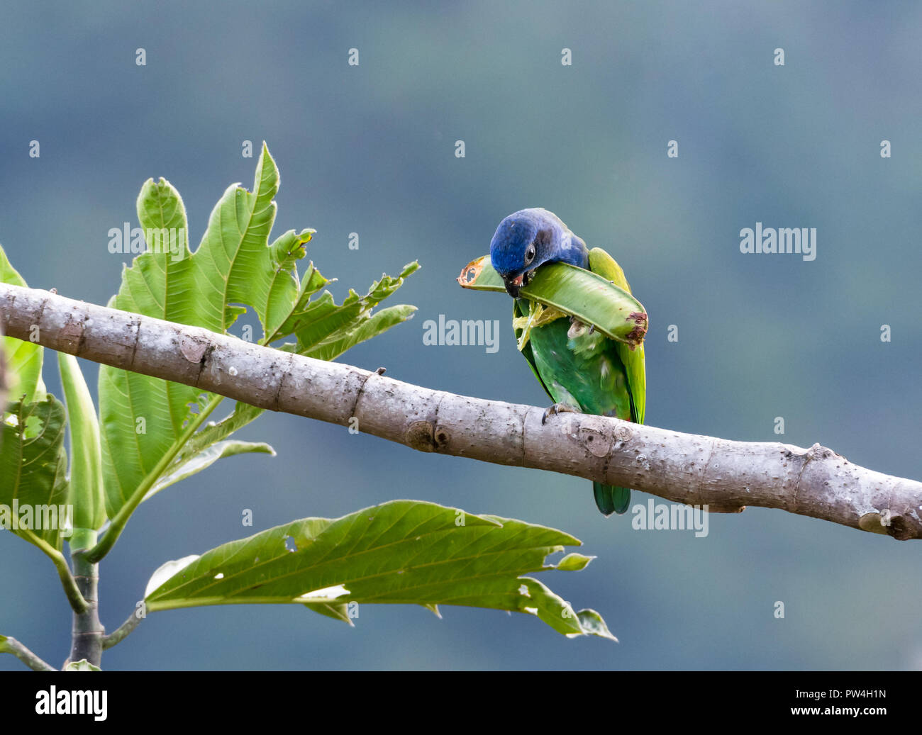 Blue Parrot sa tête de manger des fruits tropicaux. Banque D'Images