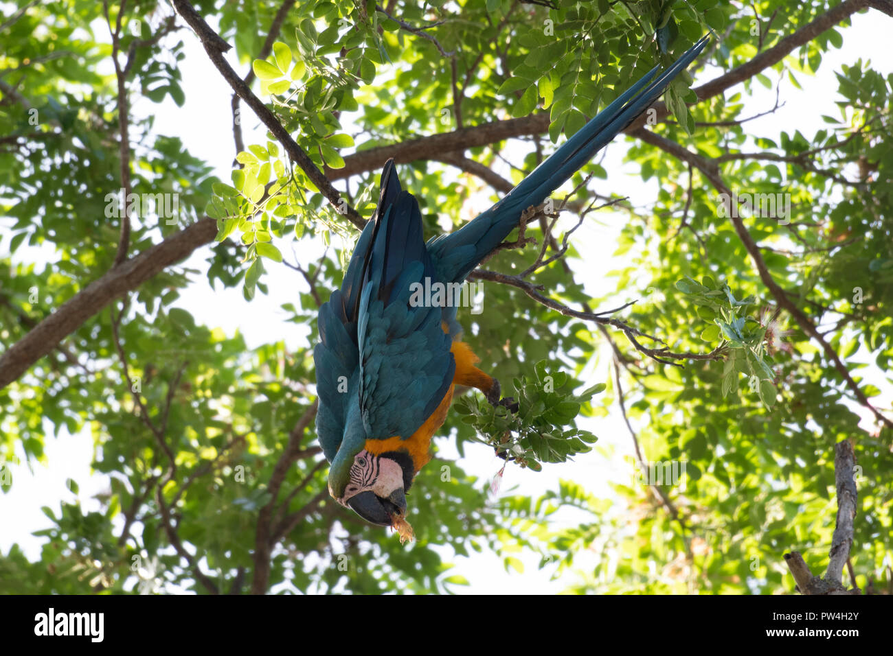Ara bleu et jaune accroché dans un arbre. Banque D'Images