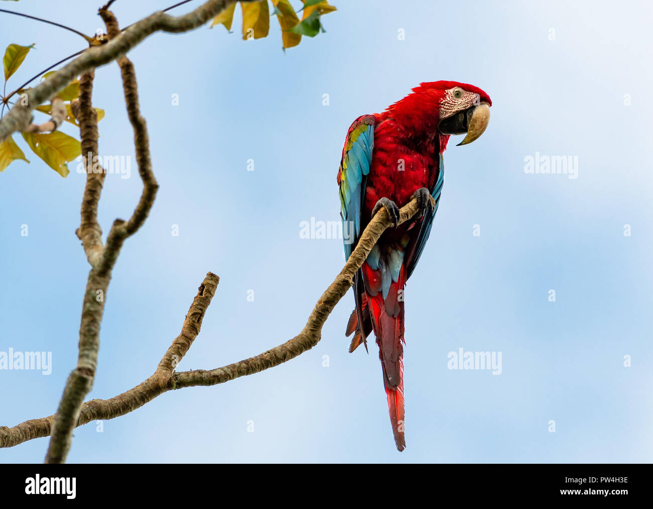 Ara vert et rouge perché dans un arbre. Banque D'Images