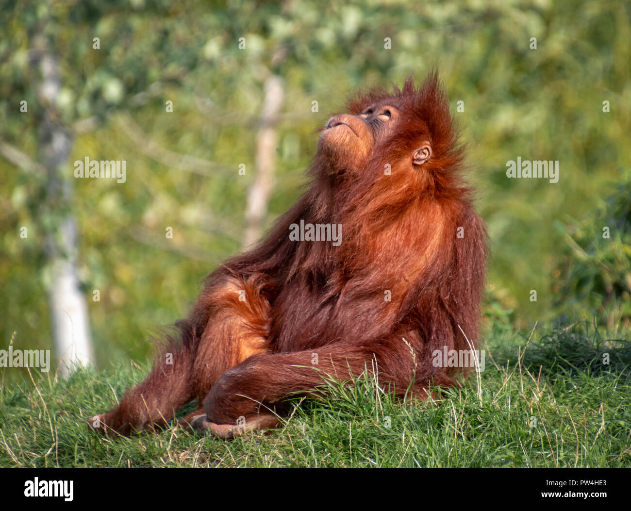 Un Orang Utan assis dans l'herbe au zoo de Chester Banque D'Images