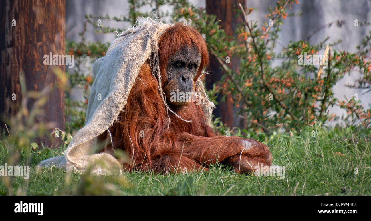 Un Orang Utan assis dans l'herbe au zoo de Chester Banque D'Images