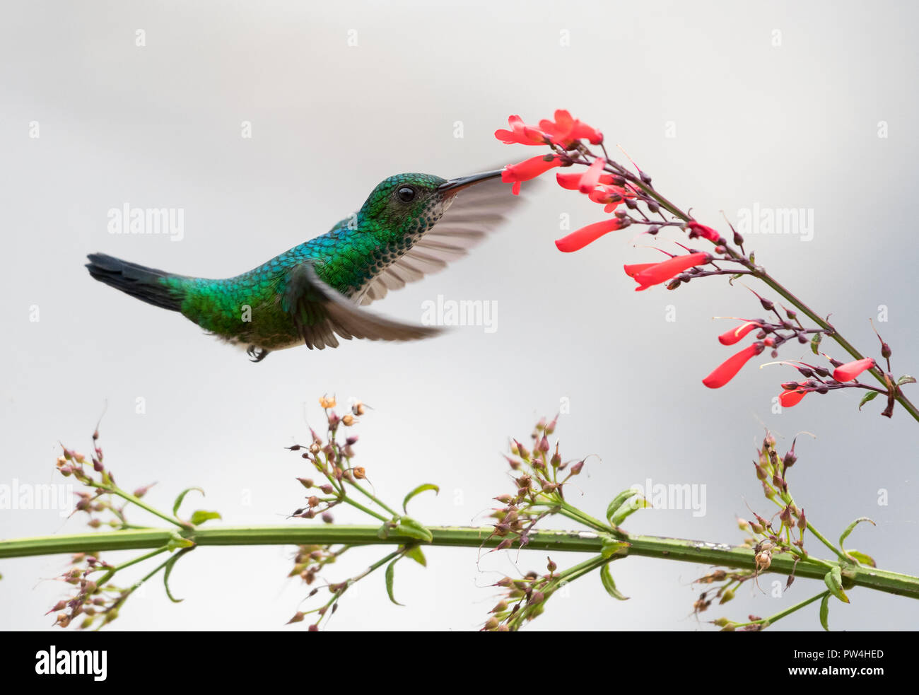 Femelle Bleue Saphir à Menton se nourrissent d'une fleur rouge. Banque D'Images