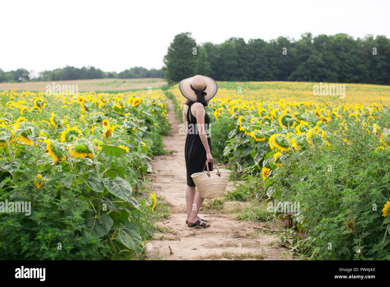 Vue latérale du woman holding basket en se tenant sur le terrain au milieu des tournesols à farm Banque D'Images