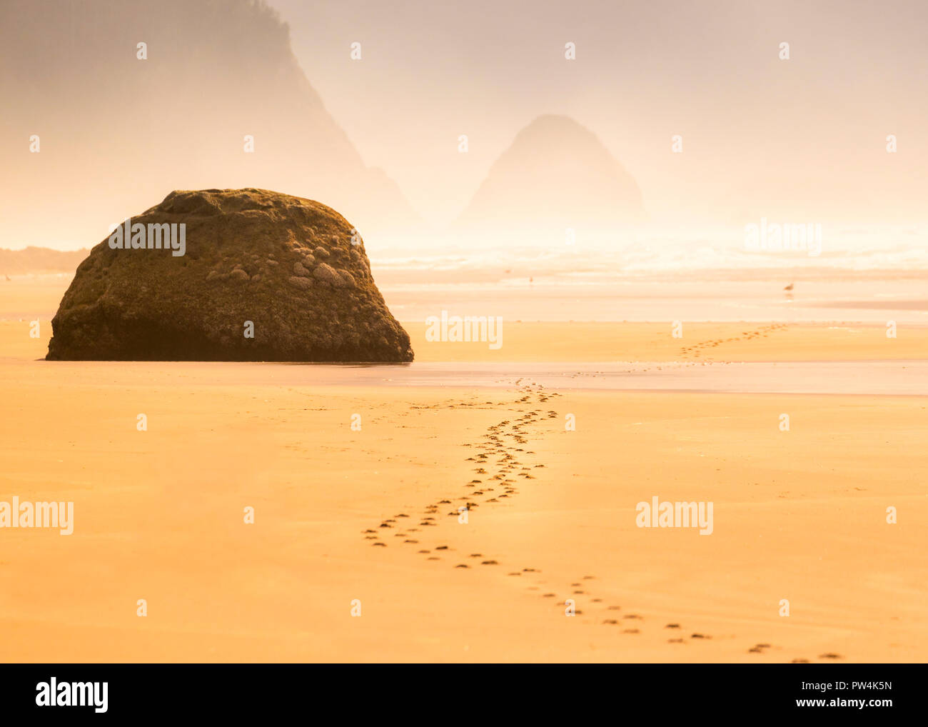 Des traces de pas dans le sable près de Hug Point sur la côte de l'Oregon, USA. Banque D'Images