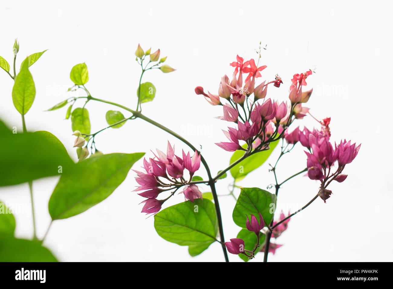 Close-up de bougainvillées qui fleurit sur les tiges contre fond blanc Banque D'Images