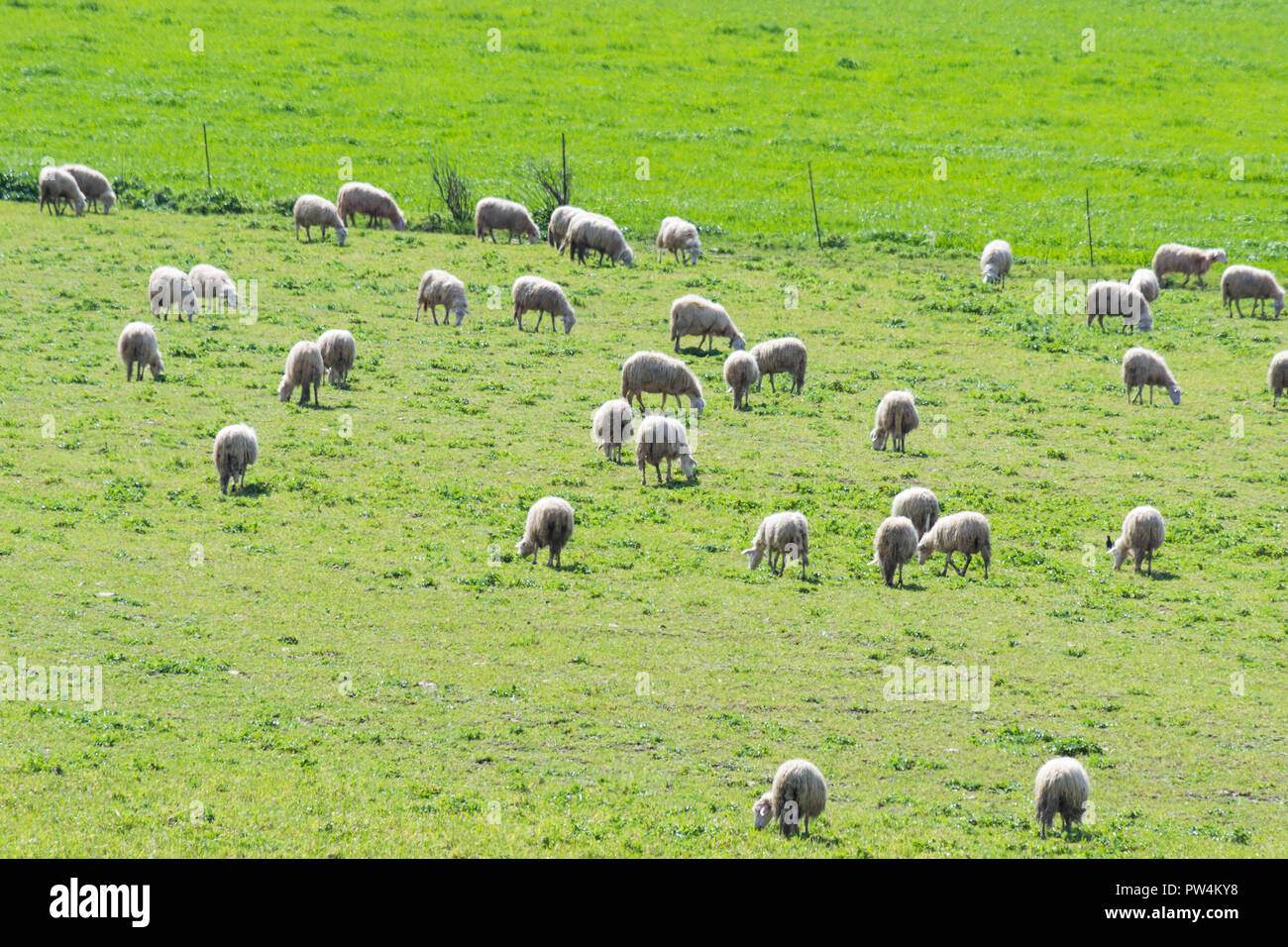 Troupeau de moutons dans un champ vert en Sardaigne, Italie Banque D'Images