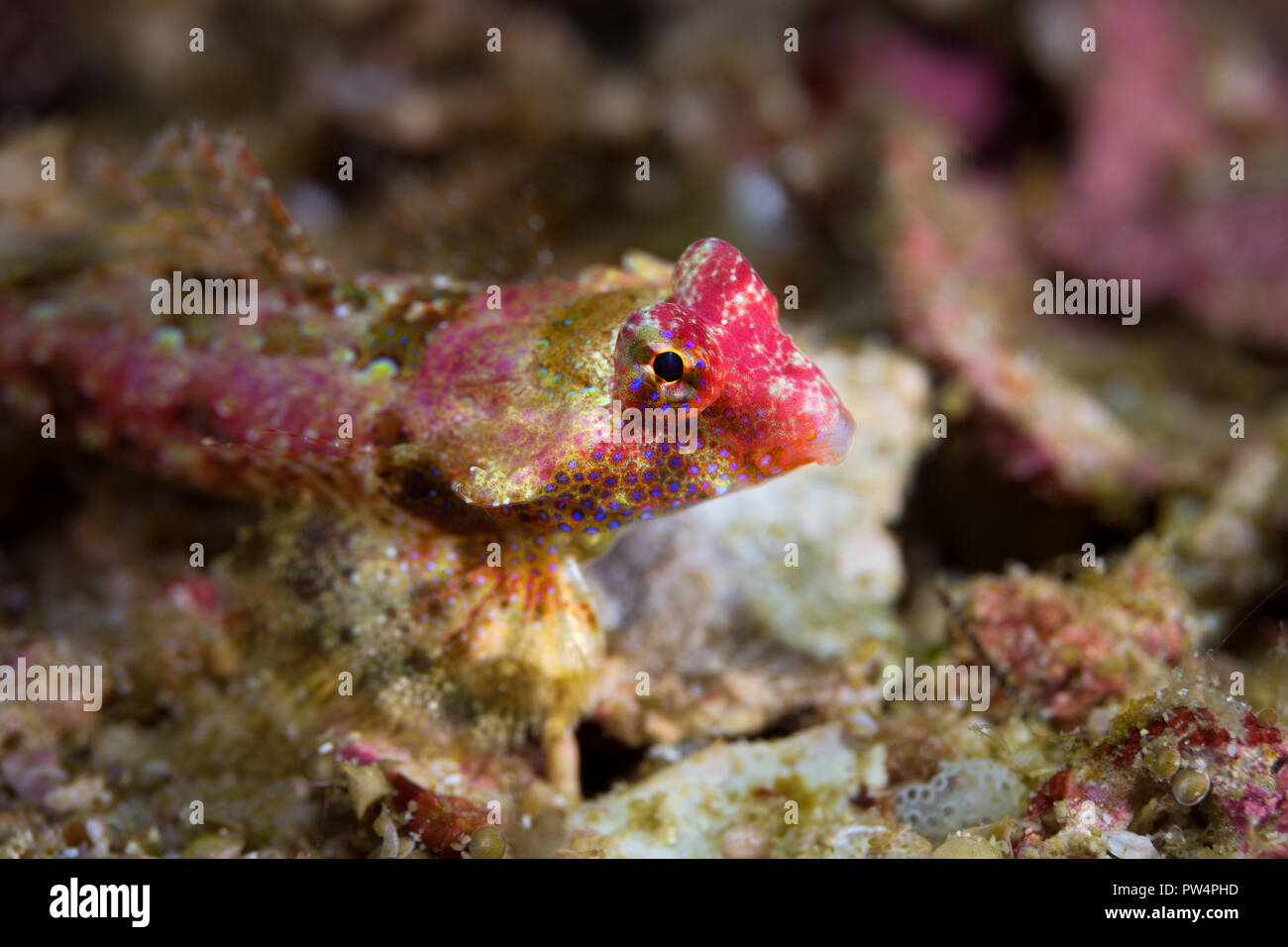 Dragonet poisson peut parfois être trouvé immobile ou en marchant sur les récifs et rock dans les eaux tropicales du Pacifique. Banque D'Images
