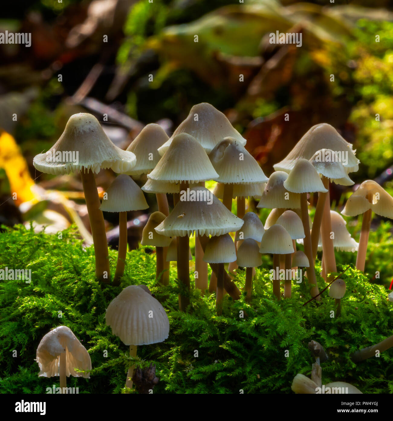 Touffe de soufre (champignons Hypholoma fasciculare) Banque D'Images