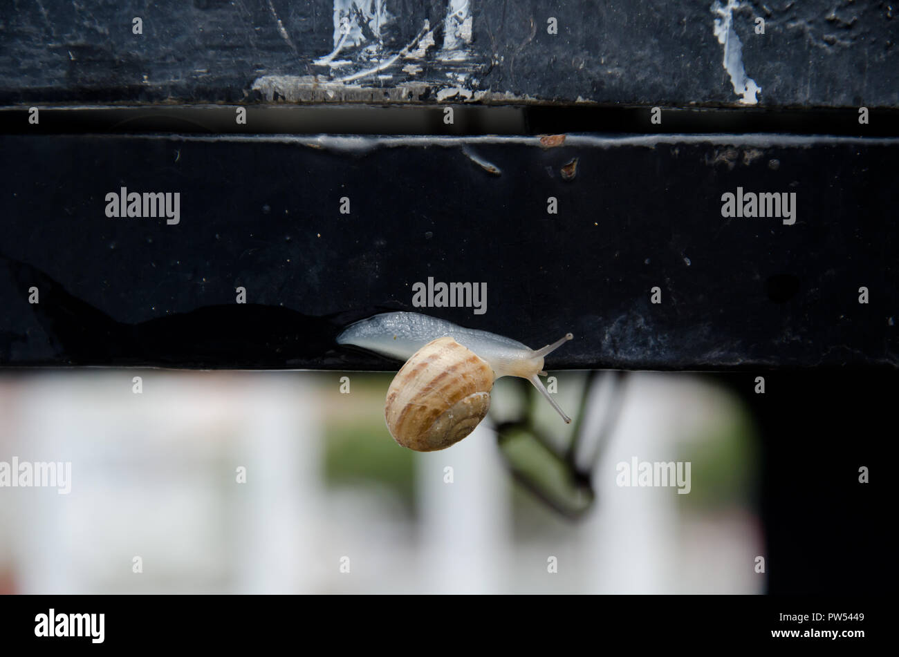 Bebe Escargot Banque D Image Et Photos Alamy Bebe Escargot Banque D Image Et Photos Alamy