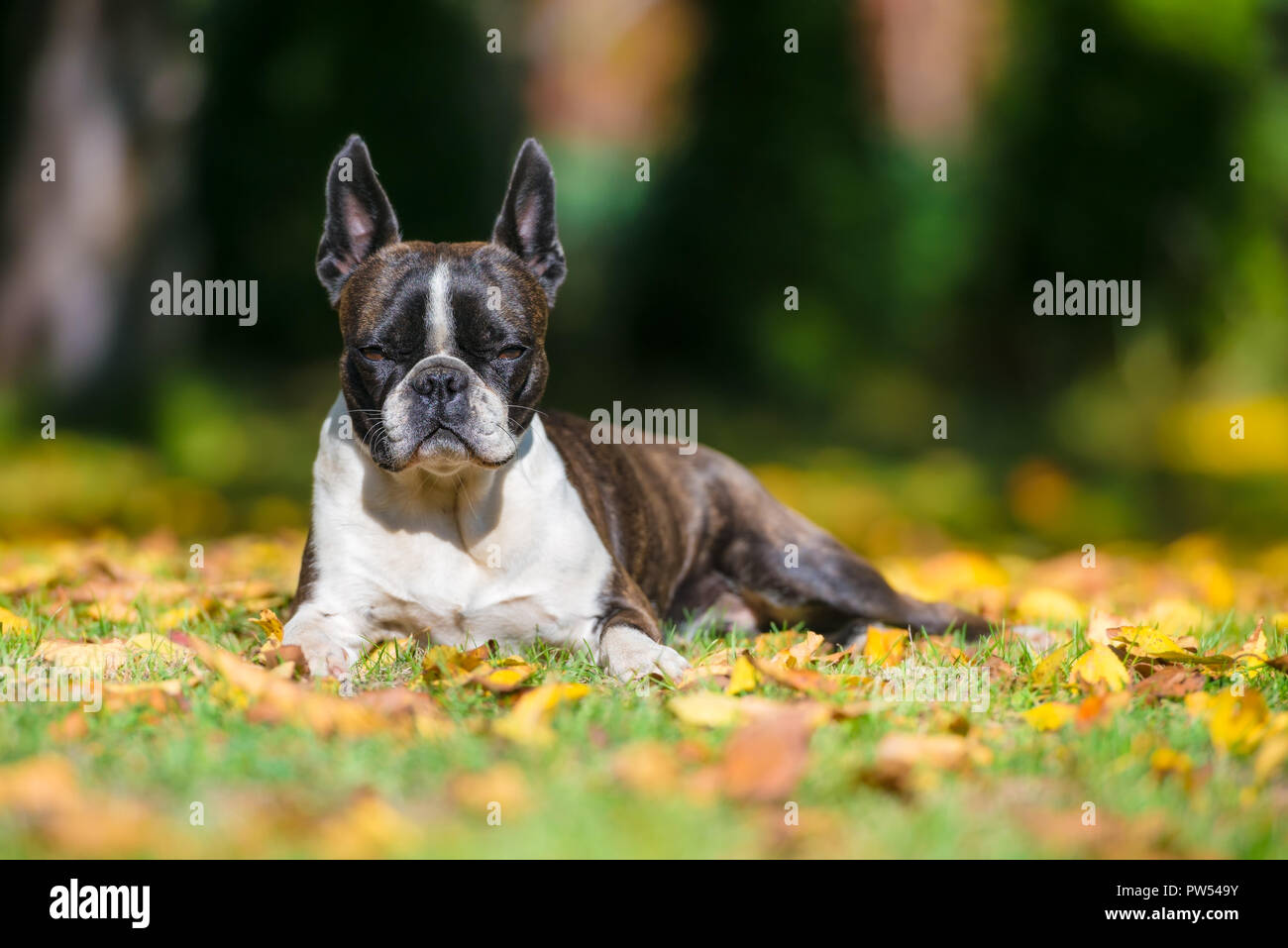 Boston terrier chien sur une pelouse verte au décor de l'automne entre les feuilles colorées Banque D'Images