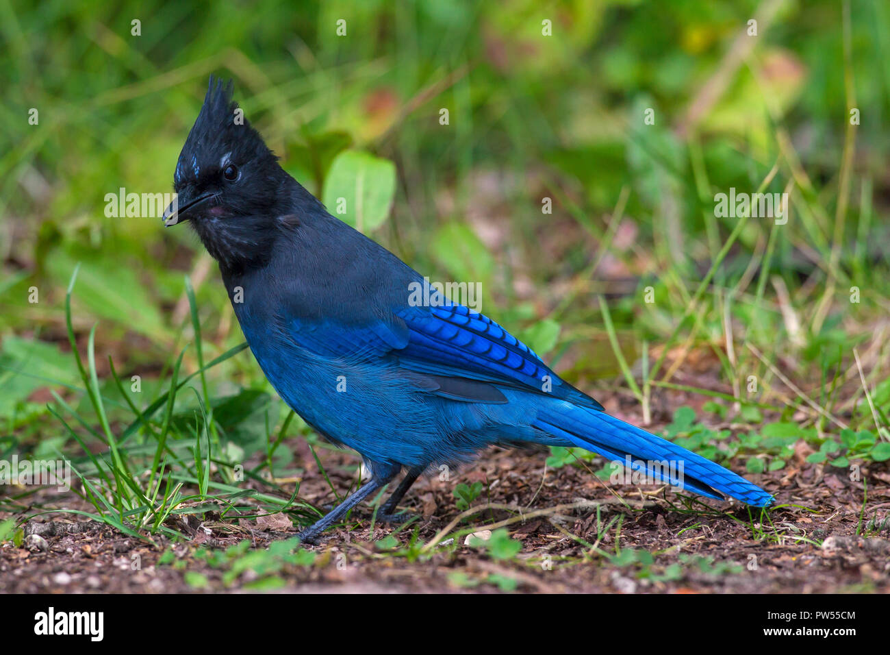 Geai de Steller / long-crested jay / mountain jay / pin (Cyanocitta stelleri) sur le terrain de recherche de nourriture Banque D'Images