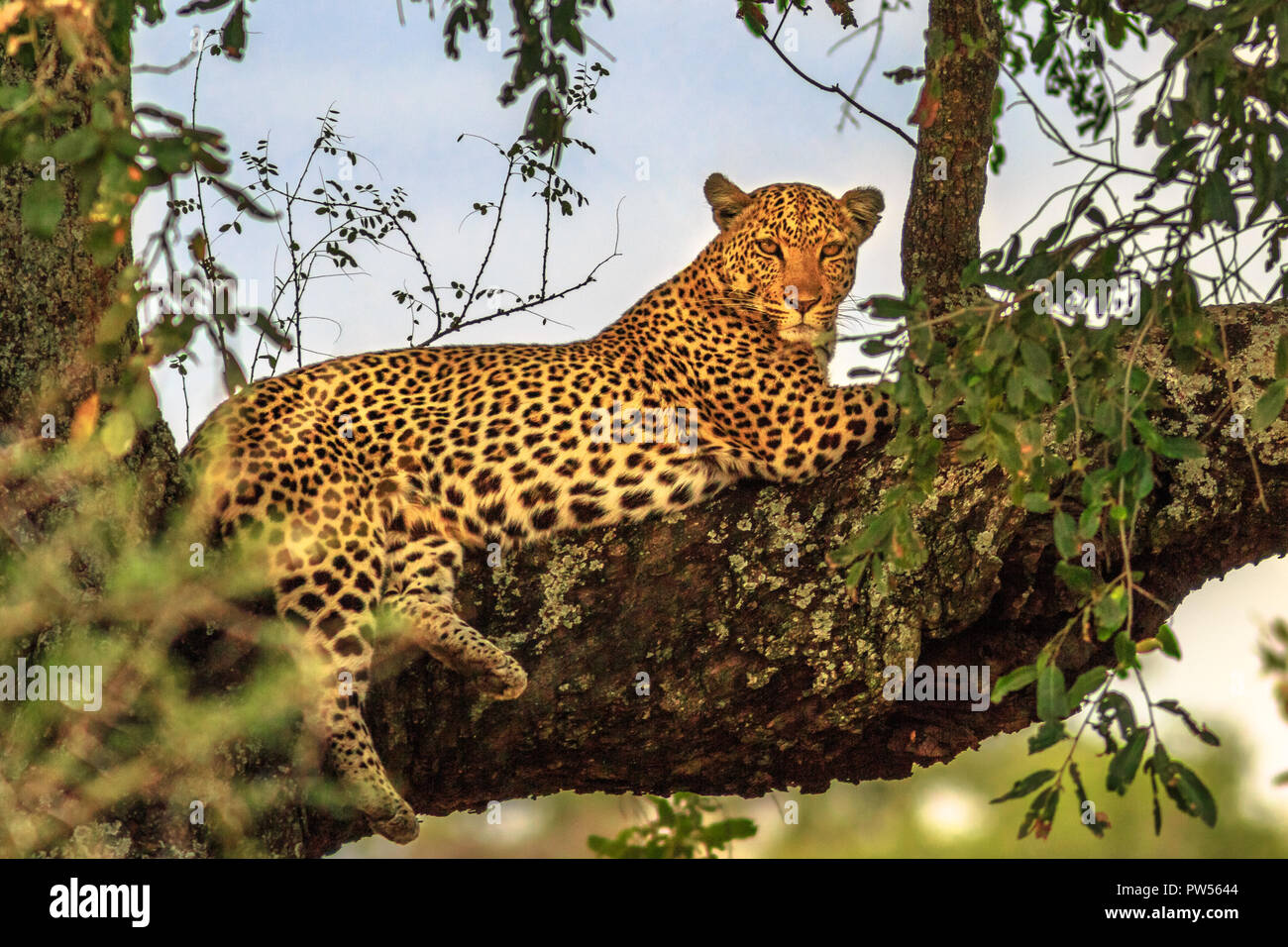 African Léopard, Panthera pardus, se reposant dans un arbre dans la nature de l'habitat. Big cat en Kruger National Park, Afrique du Sud. Le léopard fait partie de la populaire Big Five. Banque D'Images