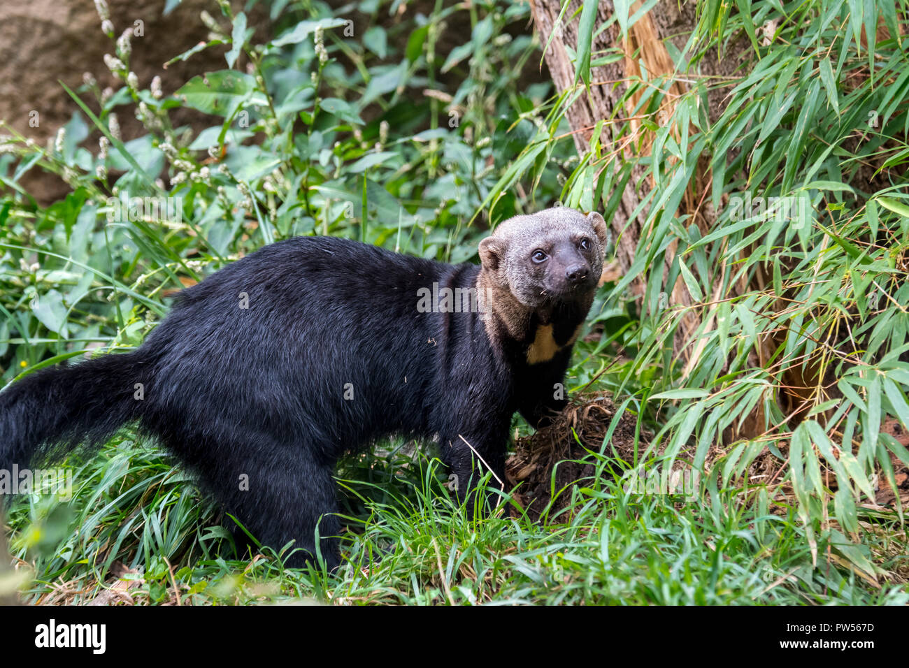 Tayra (Eira barbara / Barbara Mustela) originaire de forêts tropicales d'Amérique Centrale et Amérique du Sud Banque D'Images