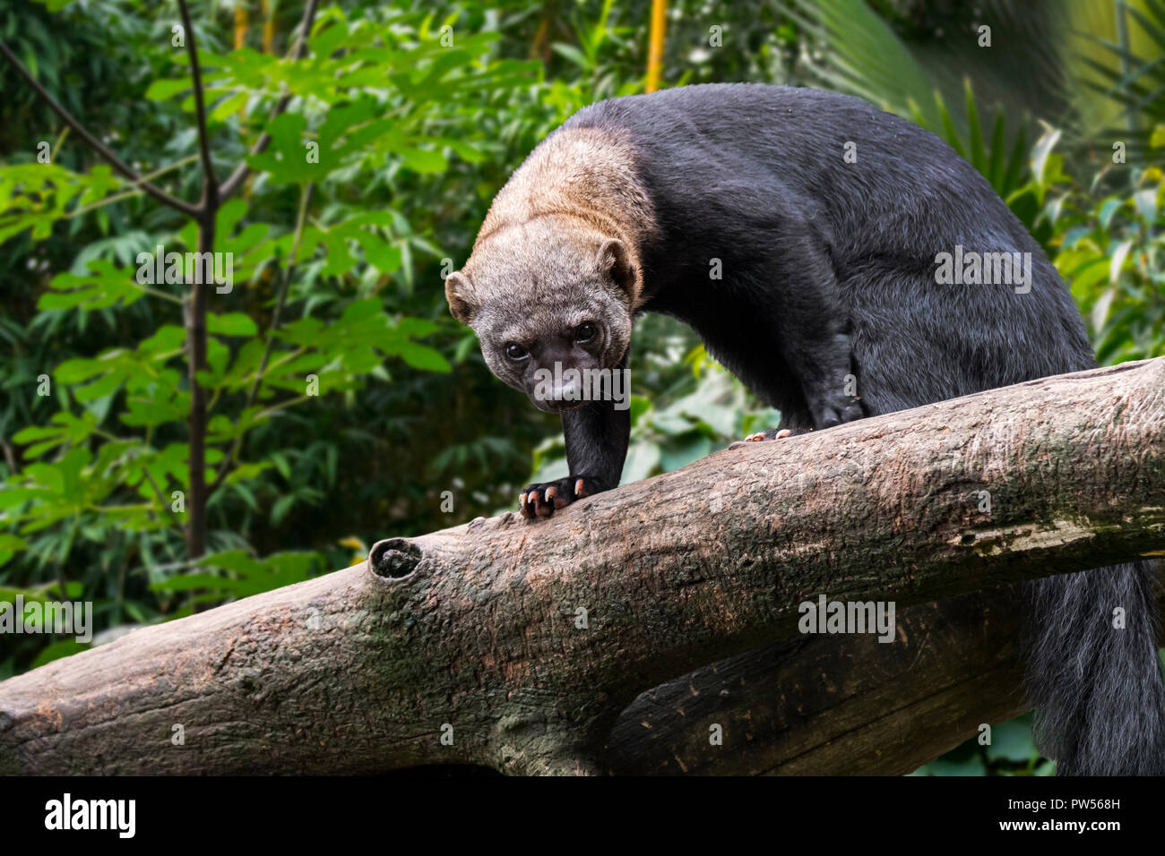 Tayra (Eira barbara / Barbara Mustela) se nourrissent dans arbre, originaire de forêts tropicales d'Amérique Centrale et Amérique du Sud Banque D'Images