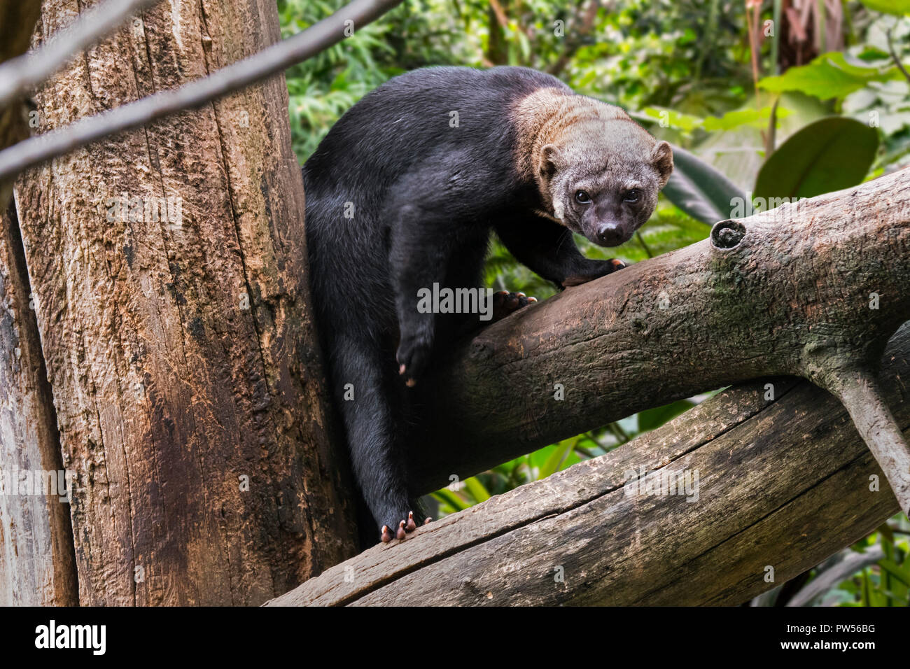 Tayra (Eira barbara / Barbara Mustela) se nourrissent dans arbre, originaire de forêts tropicales d'Amérique Centrale et Amérique du Sud Banque D'Images