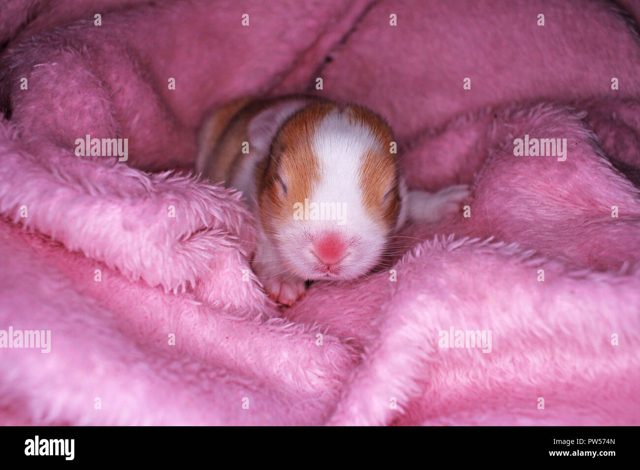 Lapin mignon lapin lop kit bébé colorés sur fond de studio. Nouveau né bébé animal animaux. Banque D'Images