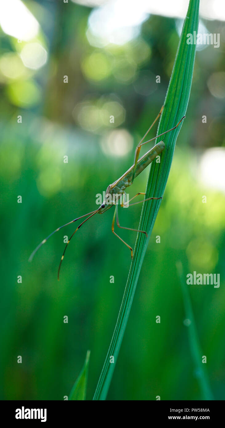 Bug sur panicule de riz Banque D'Images