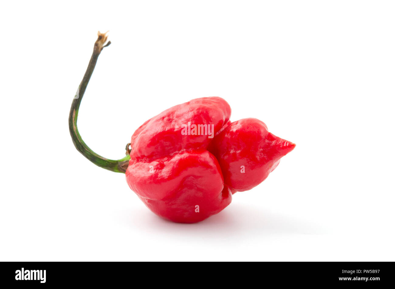 Carolina reaper chili pepper on a white background Banque D'Images