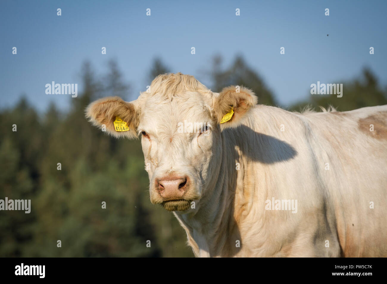 - Charolais charolaise rasse (Bos primigenius taurus) en libre pâturage Banque D'Images