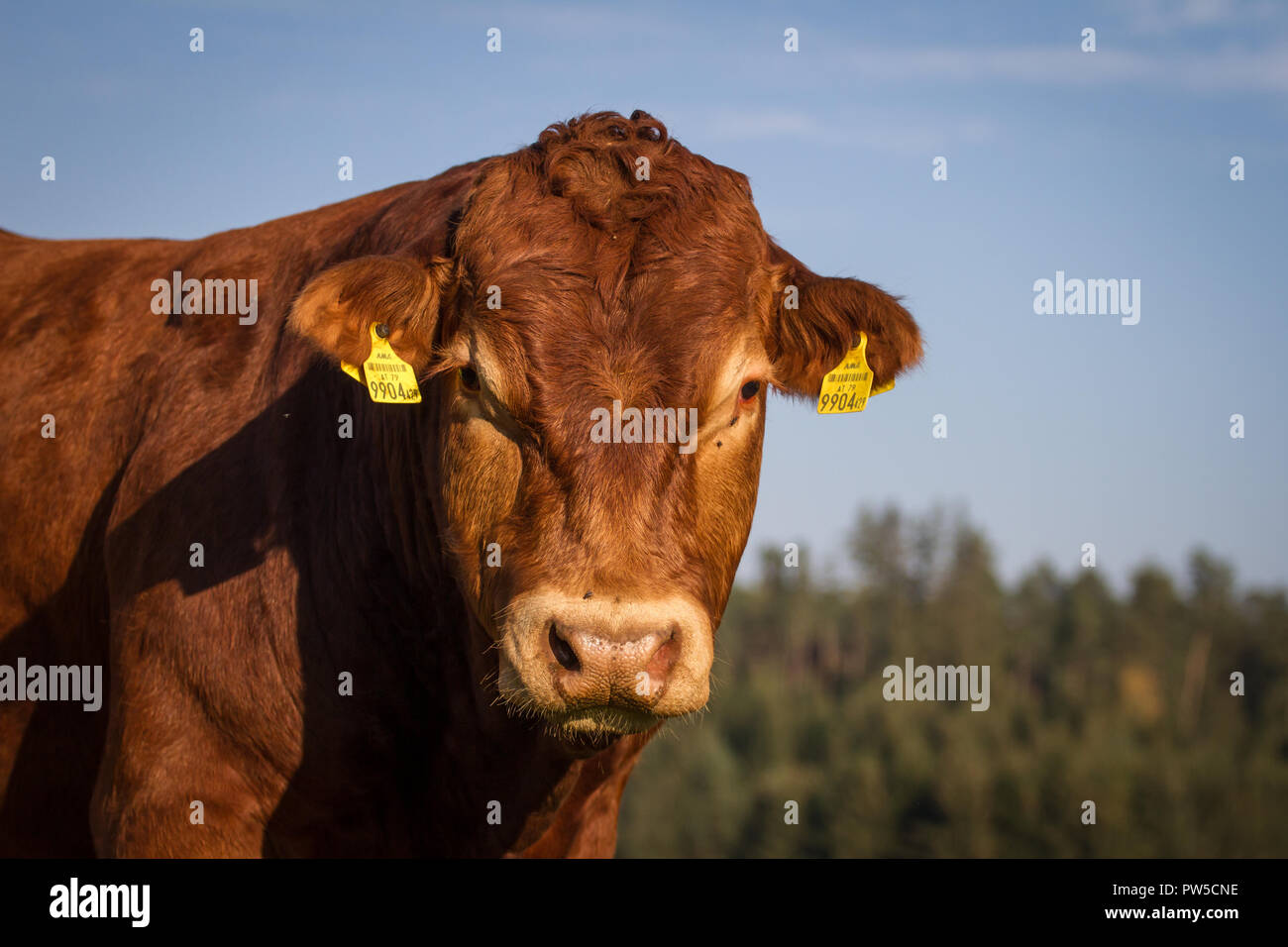 Limousin (Bos primigenius taurus bull) en libre pâturage Banque D'Images